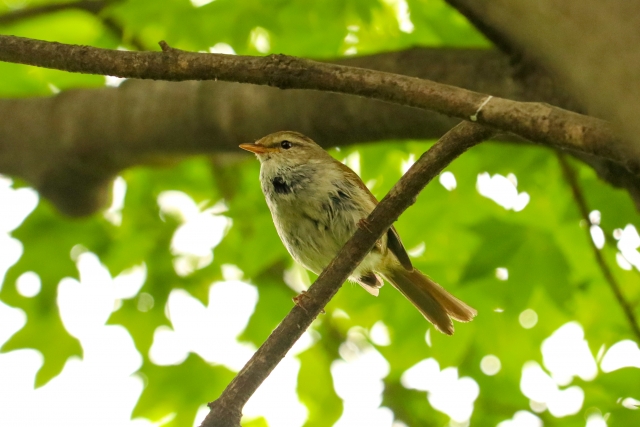 Bush warbler